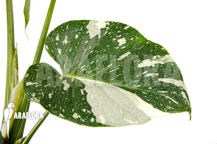 Monstera ‘Thai Constellation’ ‘M’