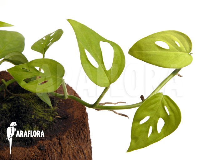 Monstera adansonii ‘Mini’