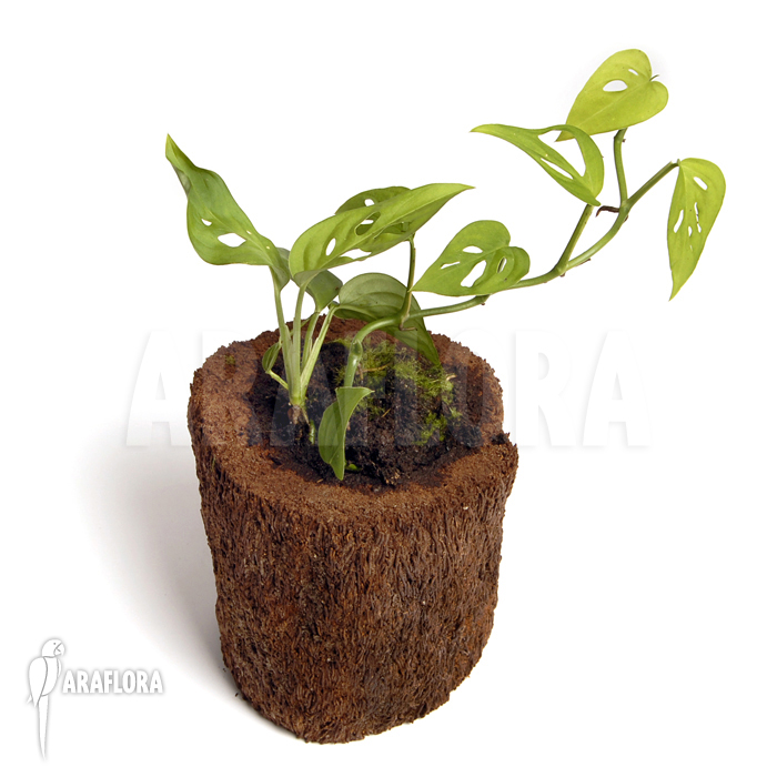 Monstera adansonii ‘Mini’