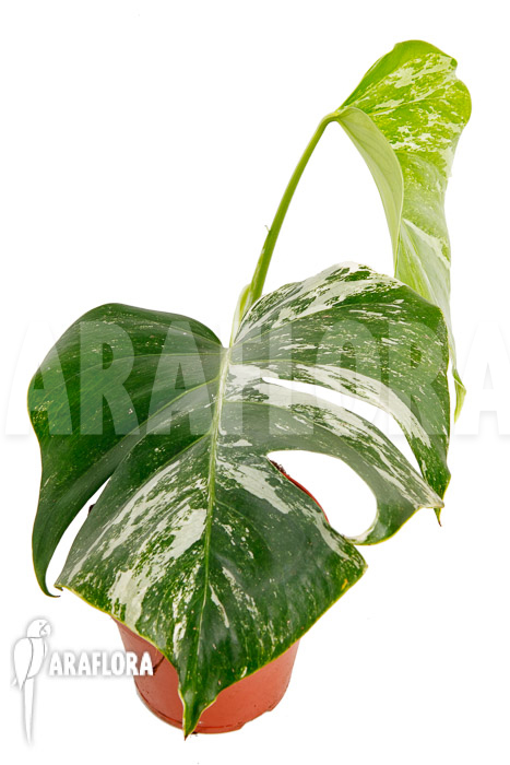 Monstera deliciosa variegata White One ‘M’