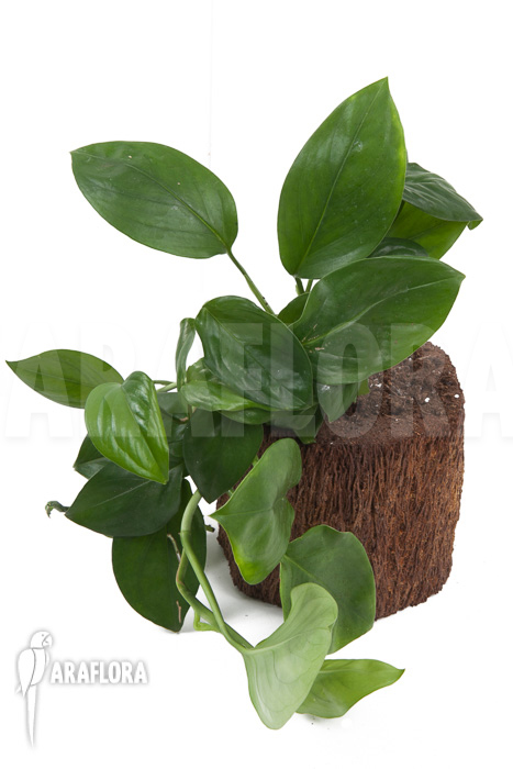 Monstera friedrichsthalii vs adansonii