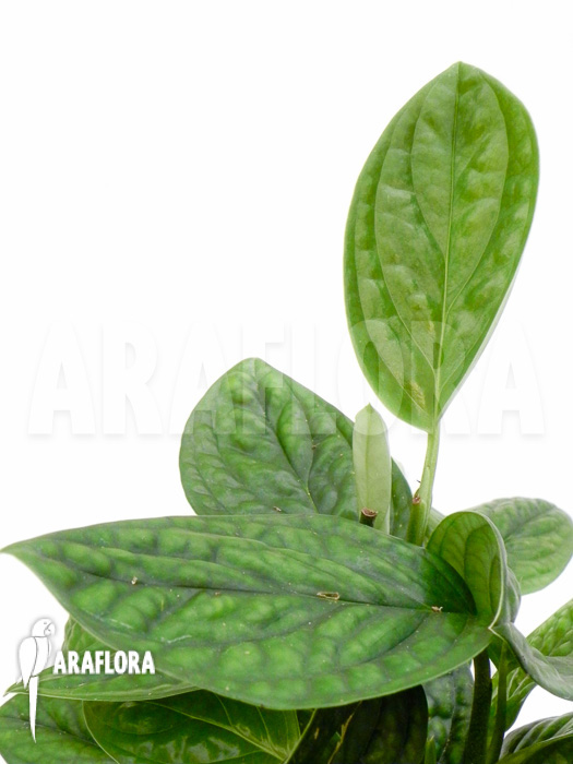 Monstera karstenianum