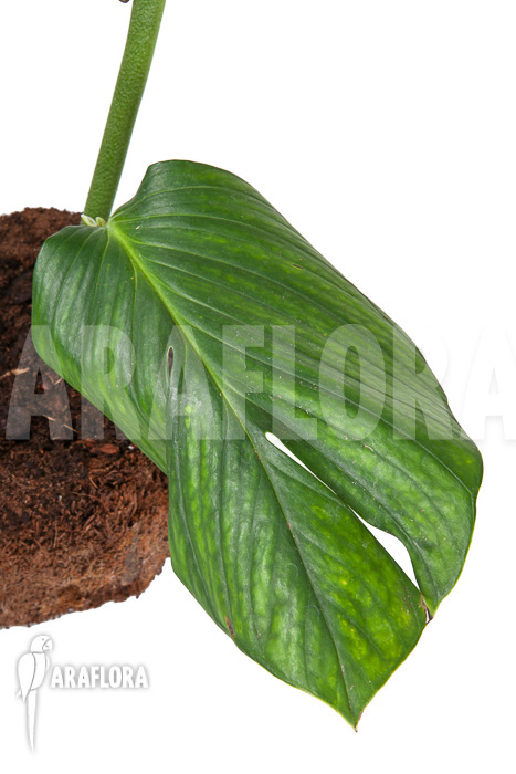 Monstera pinnatipartita “starter”