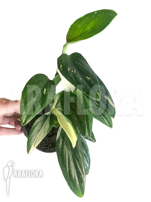Monstera standleyana (Philodendron Cobra)