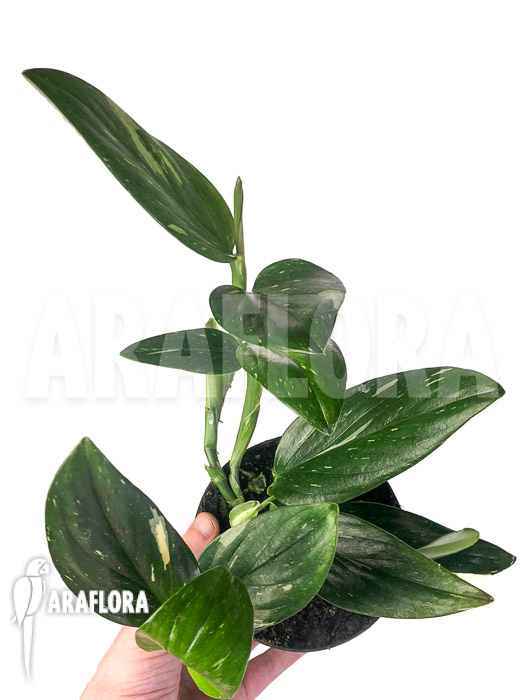 Monstera standleyana (Philodendron Cobra)