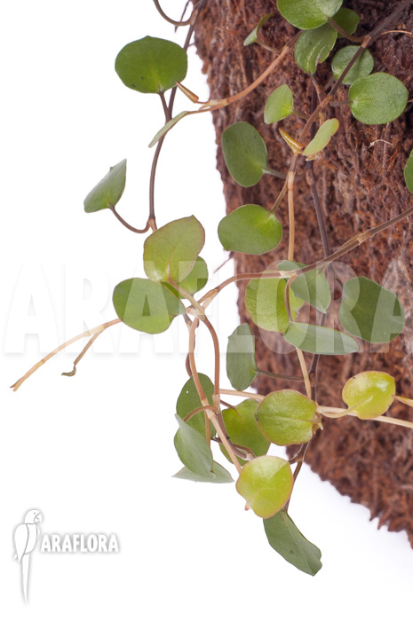 Muehlenbeckia complexa