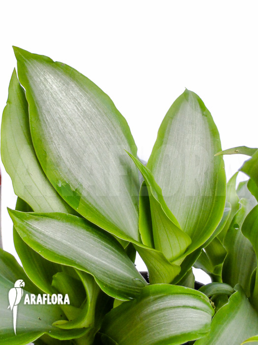 Murdannia loriformis ‘Bright-Star’