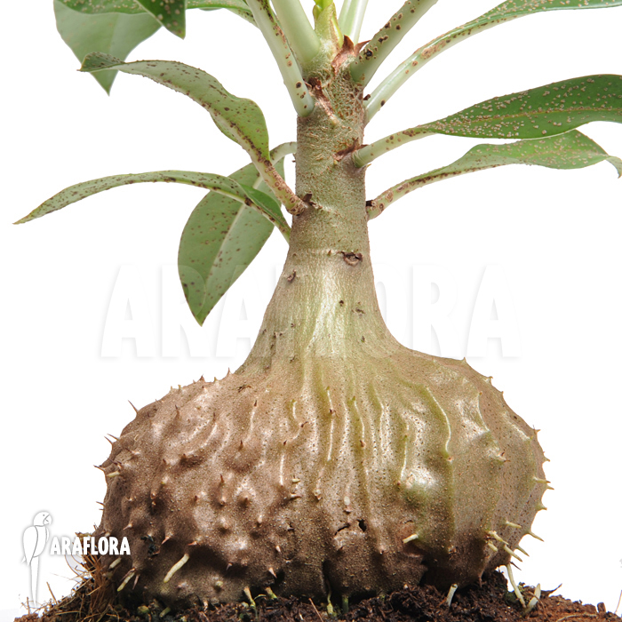 Myrmecodia tuberosa ‘L’