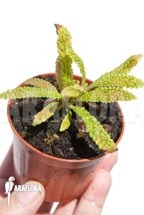 Nautilocalyx pemphidius