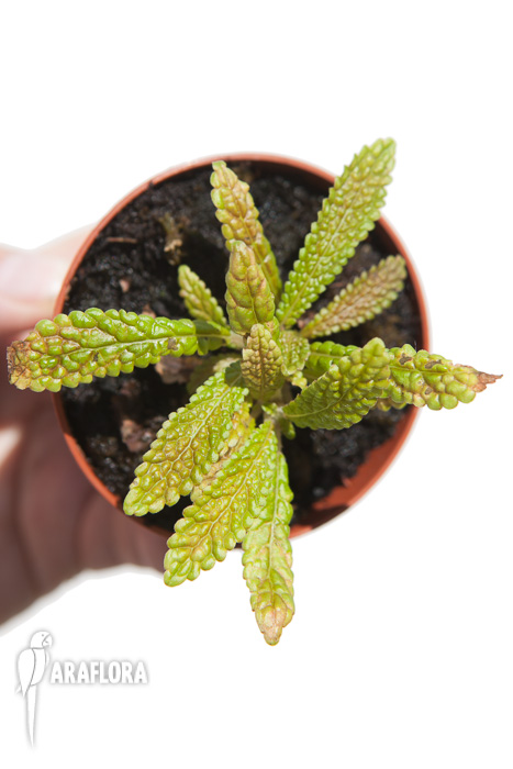 Nautilocalyx pemphidius