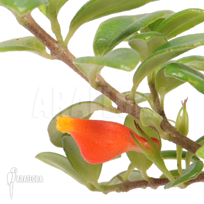 Nematanthus strigillosus