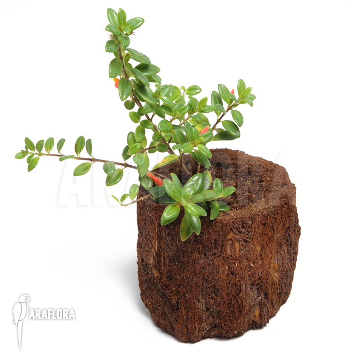 Nematanthus strigillosus