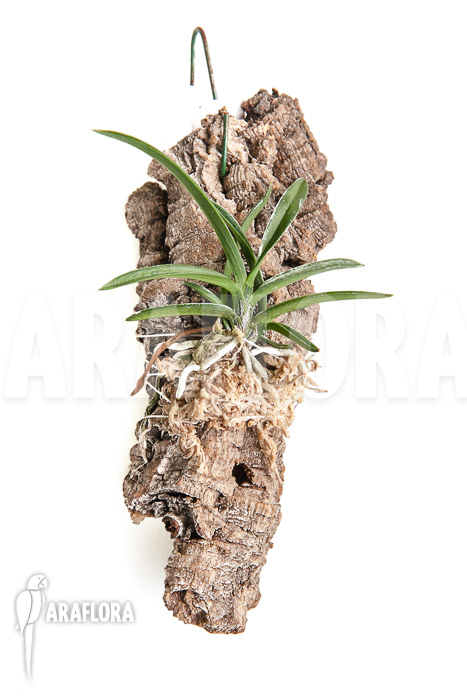 Neofinetia falcata