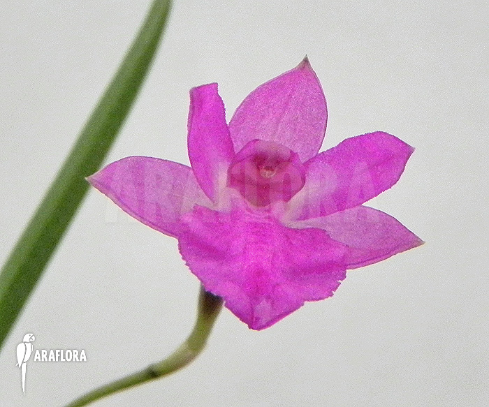 Neolauchea pulchella ‘Isabelia pulchella’