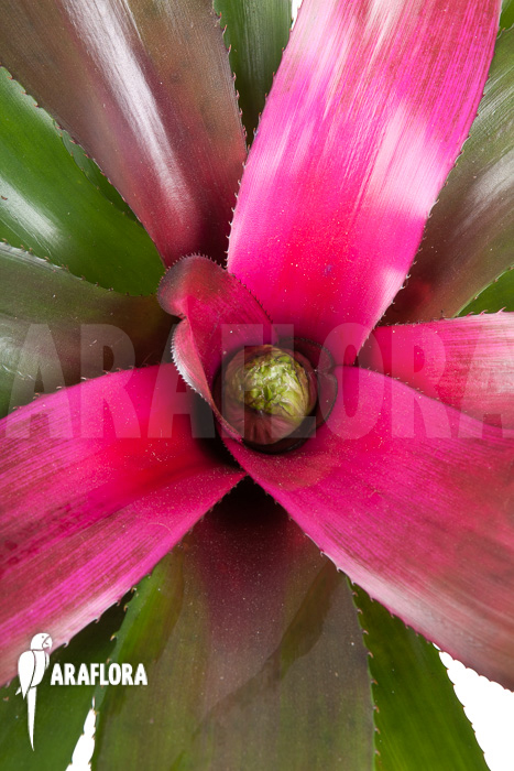 Neoregelia ‘Purple’