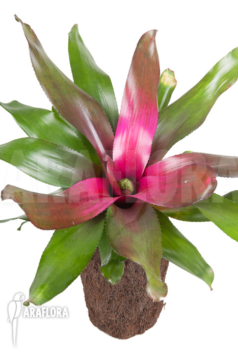 Neoregelia ‘Purple’