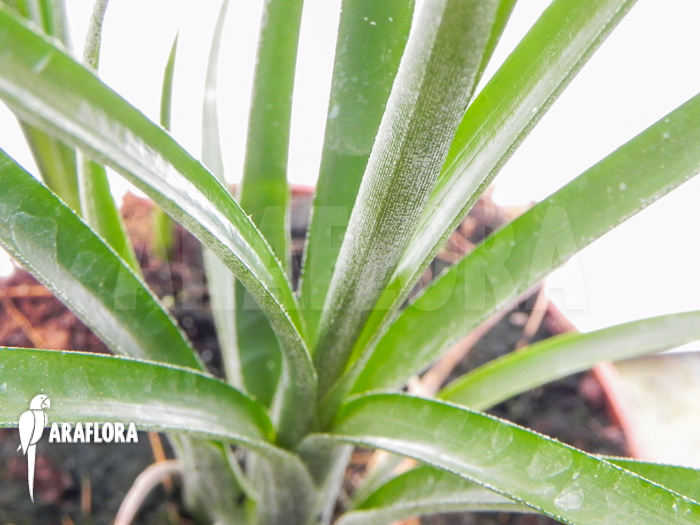 Neoregelia ‘Abendrothae’