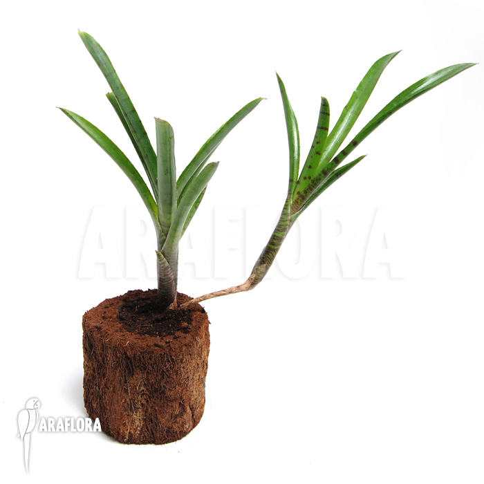 Neoregelia ampullacea ‘Big Tiger B’