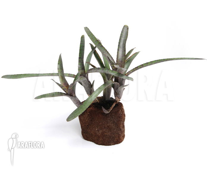 Neoregelia ampullacea ‘Red Clone’