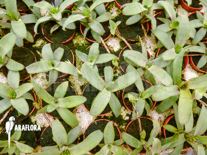 Neoregelia lilliputiana