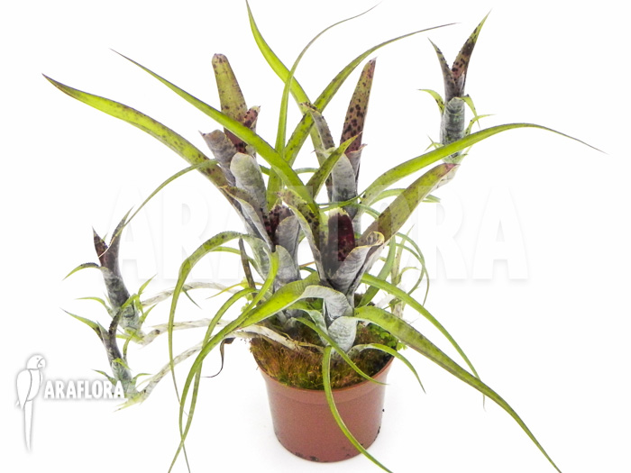 Neoregelia pauciflora