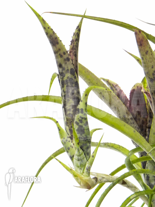 Neoregelia pauciflora