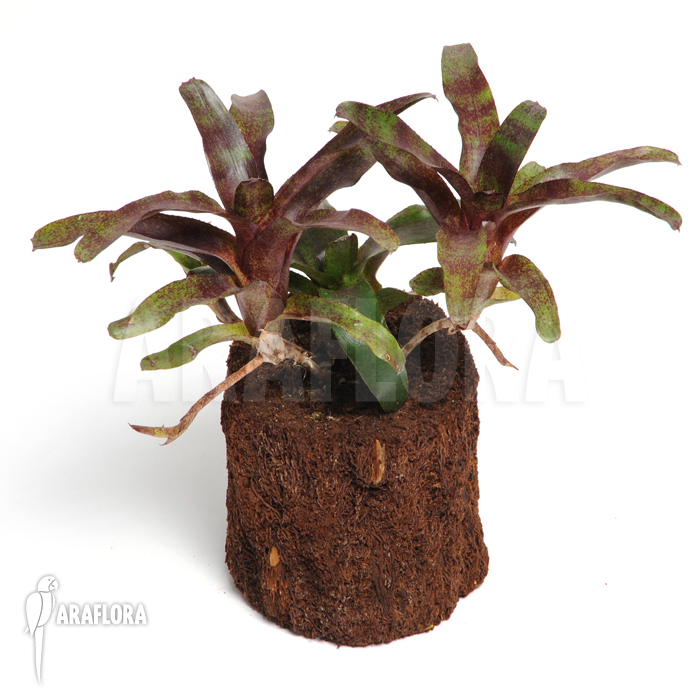 Neoregelia x ‘Atlantis’