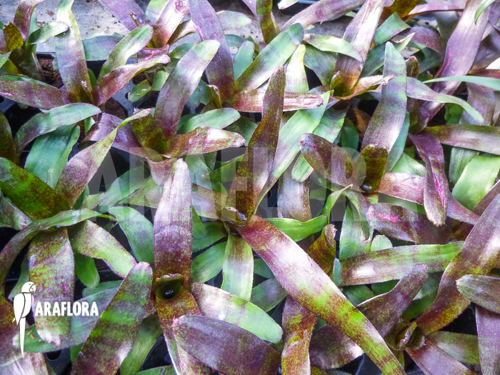 Neoregelia x ‘Atlantis’