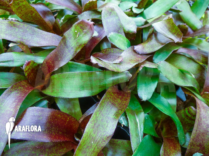 Neoregelia x ‘Atlantis’