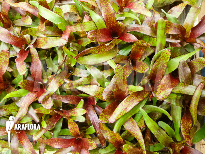 Neoregelia x ‘Atlantis’ Starter close up tray