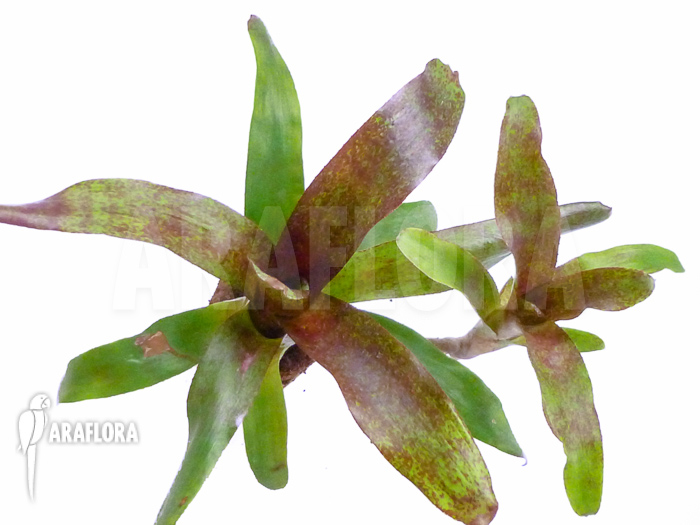 Neoregelia x ‘Atlantis’ Starter