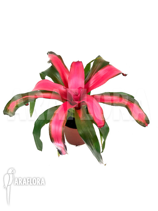 Neoregelia x ‘New Pink’