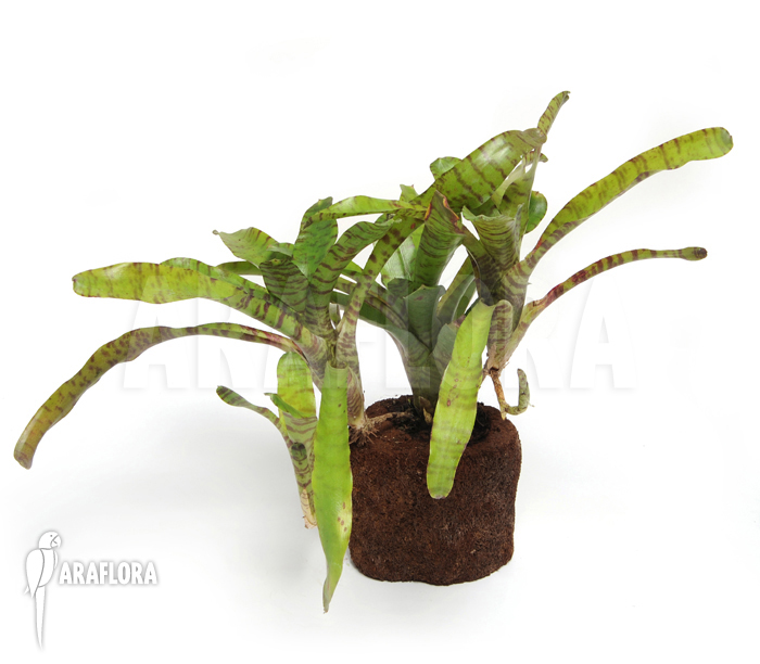 Neoregelia x ‘Tiger Cub’