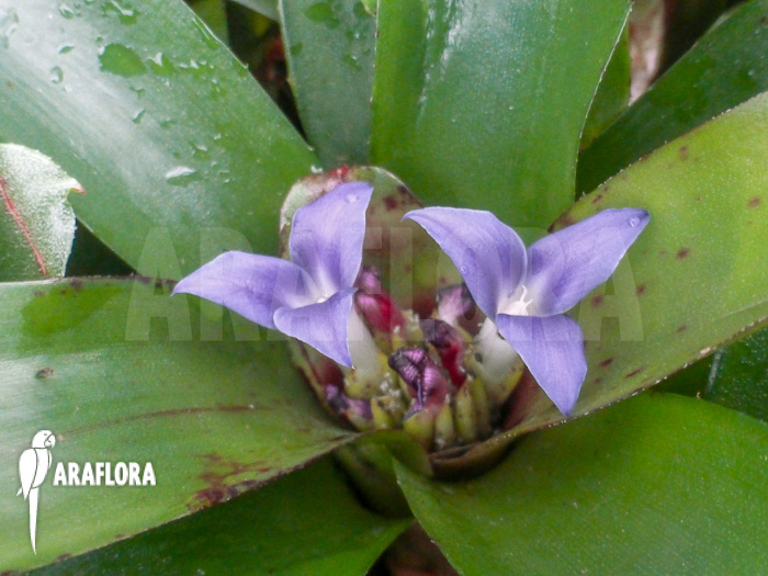 Neoregelia ‘Chiquita Linda’