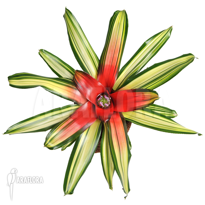 Neoregelia x ‘Mme van Durme’