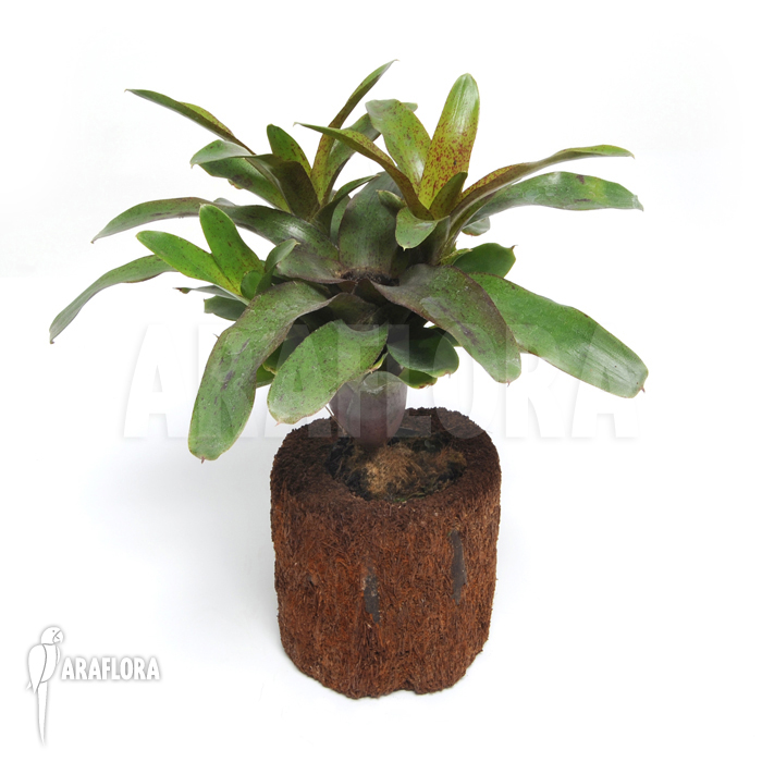 Neoregelia x ‘Species Colombia’