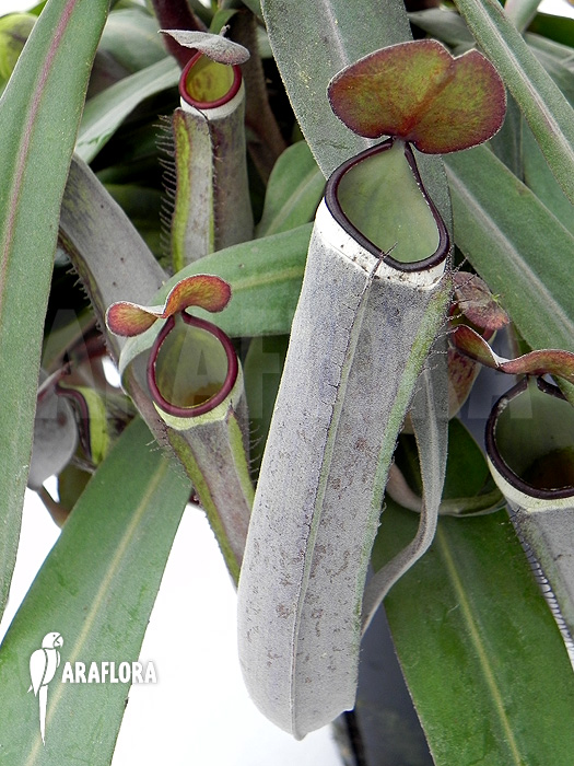 Nepenthes albo-marginata ‘Grey’