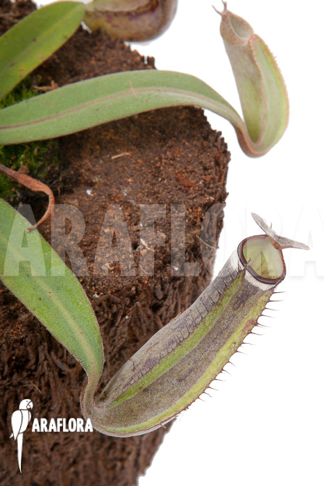Nepenthes albo-marginata ‘Kuching spotted’