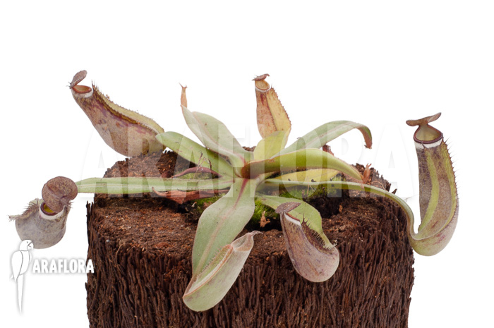 Nepenthes albo-marginata ‘Kuching spotted’