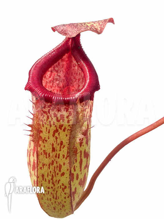 Nepenthes burkei x robcantleyi