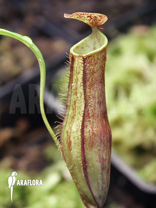 Nepenthes gracilis ‘Darkform’