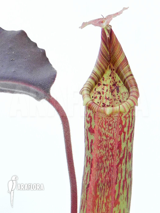 Nepenthes maxima ‘elongated’