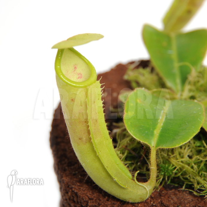 Nepenthes pilosa
