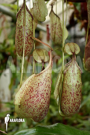 Nepenthes rafflesiana