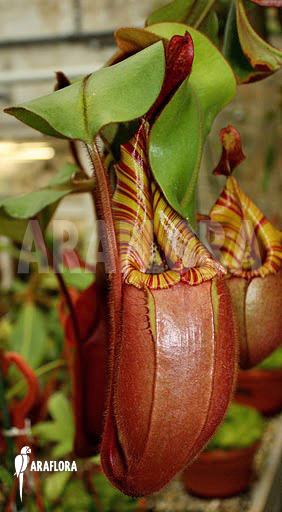 Nepenthes veitchii