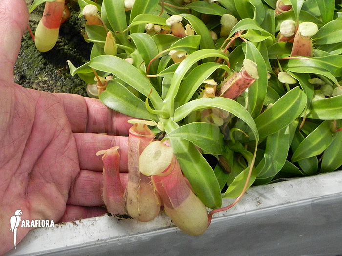 Nepenthes ventricosa ‘Alba’ ‘S’