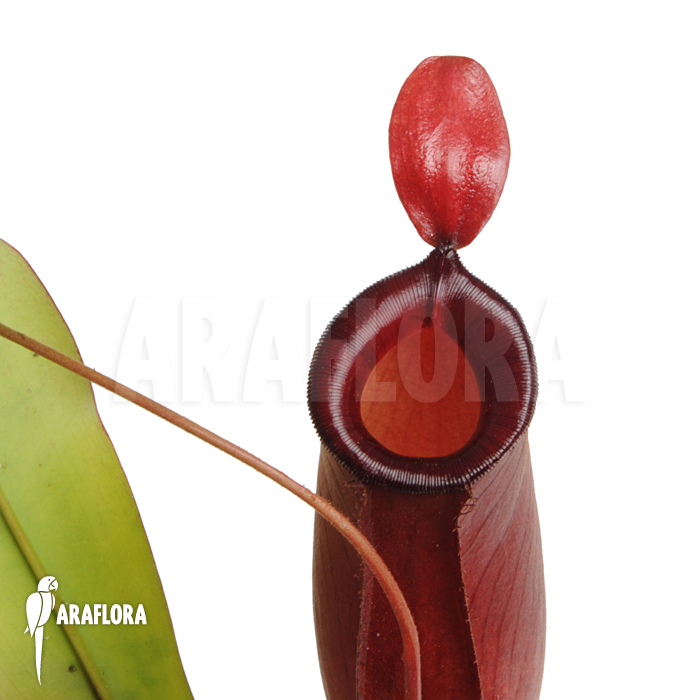 Nepenthes x ‘Bloody Mary’
