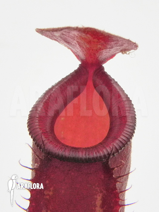 Nepenthes x ‘Bloody Mary’ ‘M’