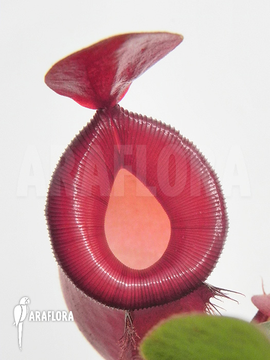Nepenthes x ‘Bloody Mary’ ‘XL’