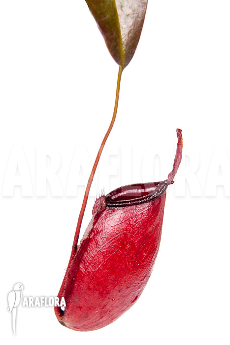 Nepenthes x Dark secret pitcher